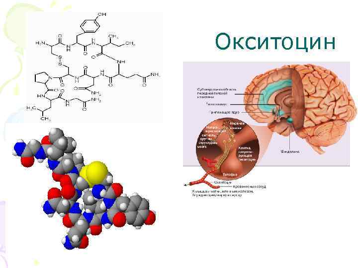  Окситоцин 