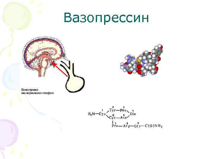Вазопрессин 