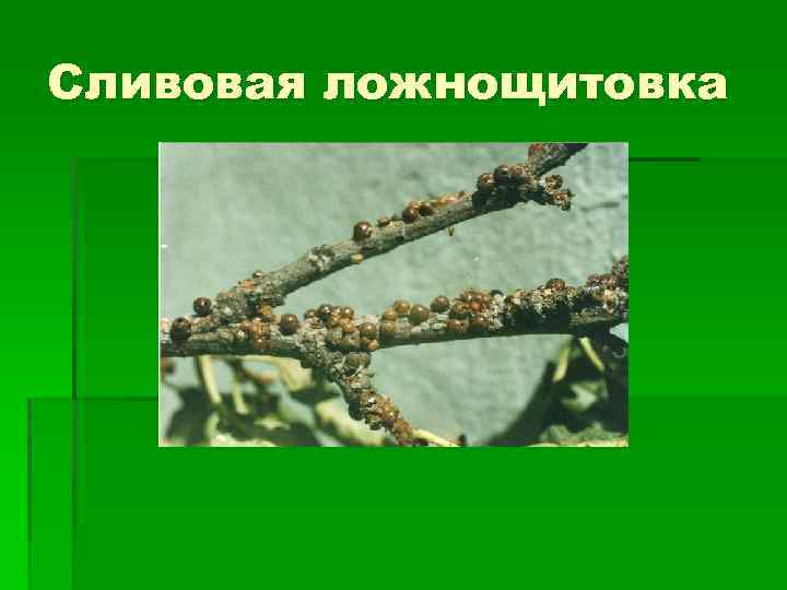 Сливовая ложнощитовка 