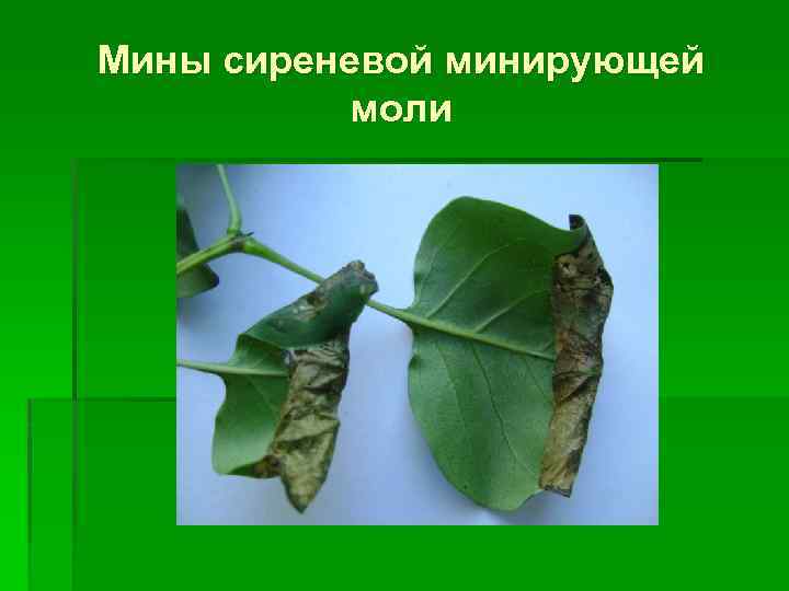 Мины сиреневой минирующей моли 