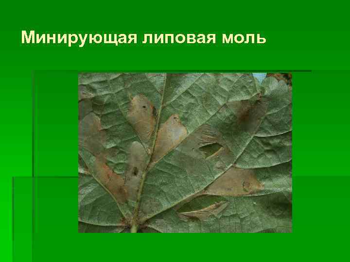 Минирующая липовая моль 