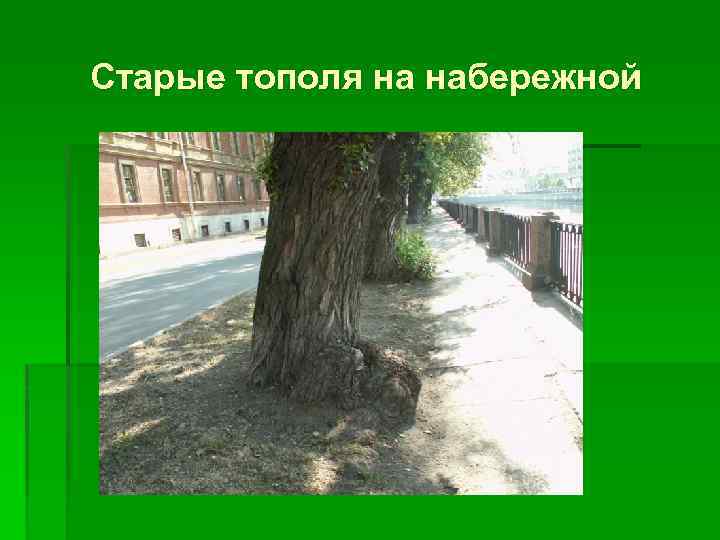 Старые тополя на набережной 