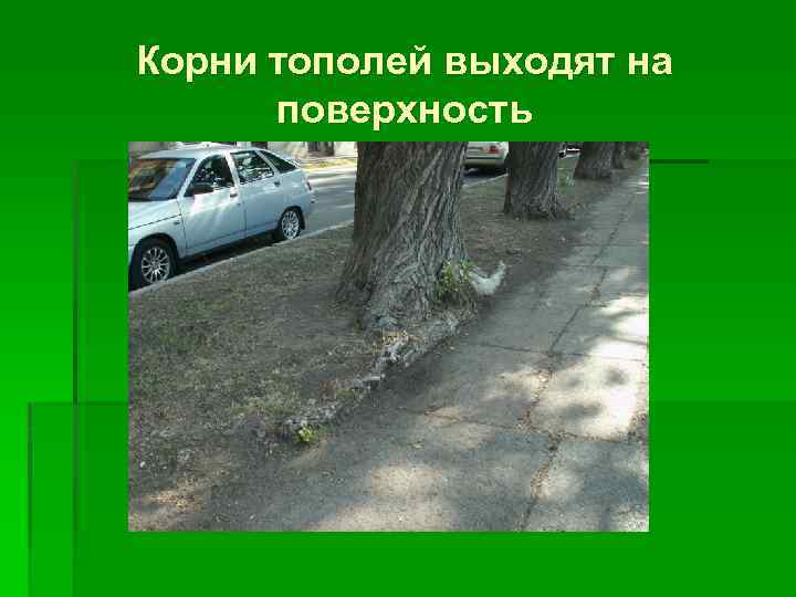 Корни тополей выходят на поверхность 