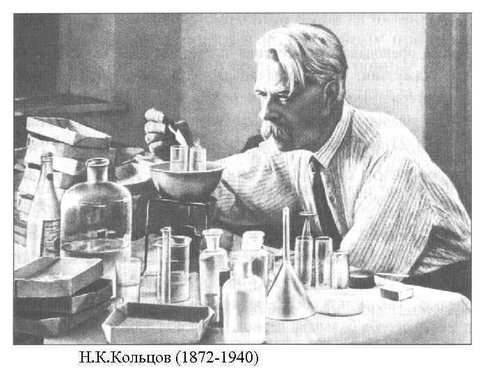 Н. К. Кольцов (1872 -1940) 