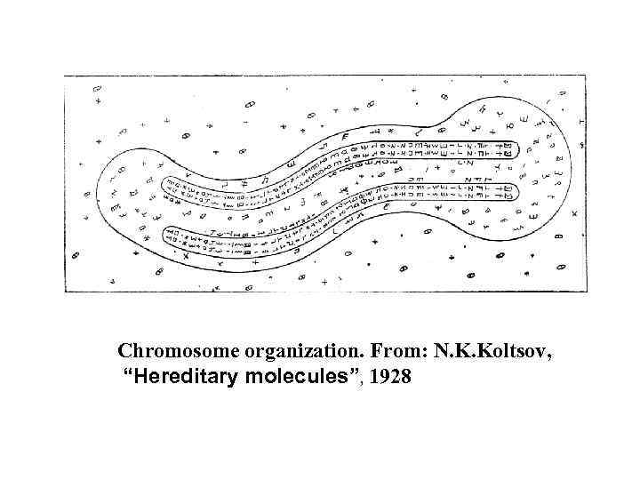 Chromosome organization. From: N. K. Koltsov, “Hereditary molecules”, 1928 