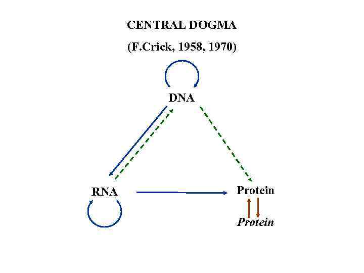 CENTRAL DOGMA (F. Crick, 1958, 1970) DNA RNA Protein 