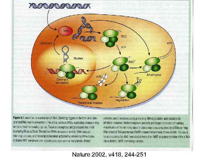 Nature 2002, v 418, 244 -251 