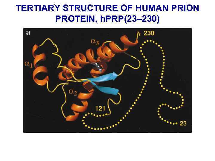 TERTIARY STRUCTURE OF HUMAN PRION PROTEIN, h. PRP(23– 230) 