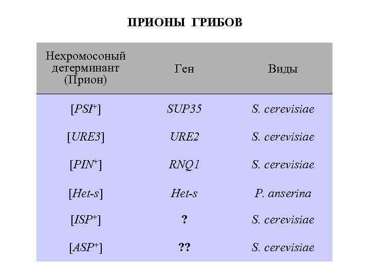 ПРИОНЫ ГРИБОВ Нехромосоный детерминант (Прион) Ген Виды [PSI+] SUP 35 S. cerevisiae [URE 3]
