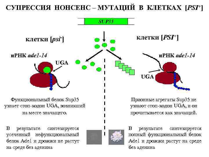 СУПРЕССИЯ НОНСЕНС – МУТАЦИЙ В КЛЕТКАХ [PSI+] клетки [psi-] клетки [PSI+] и. РНК ade
