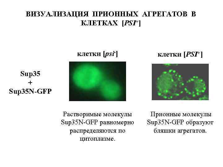 ВИЗУАЛИЗАЦИЯ ПРИОННЫХ АГРЕГАТОВ В КЛЕТКАХ [PSI+] клетки [psi-] клетки [PSI+] Растворимые молекулы Sup 35
