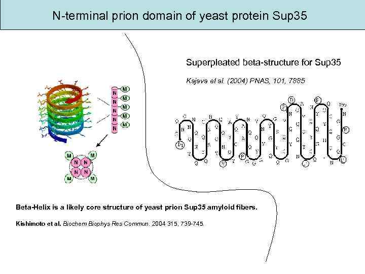 N-terminal prion domain of yeast protein Sup 35 Superpleated beta-structure for Sup 35 Kajava