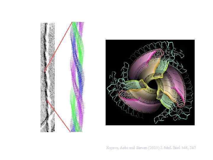 Parallel Superpleated Beta-structure as a Model for Amyloid Fibrils of Human Amylin Kajava, Aebi