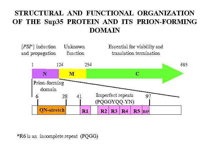 STRUCTURAL AND FUNCTIONAL ORGANIZATION OF THE Sup 35 PROTEIN AND ITS PRION-FORMING DOMAIN [PSI+]