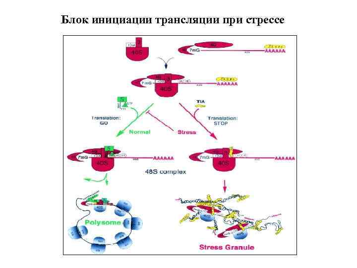 Блок инициации трансляции при стрессе 