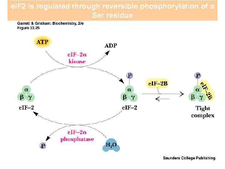 e. IF 2 is regulated through reversible phosphorylation of a Ser residue 
