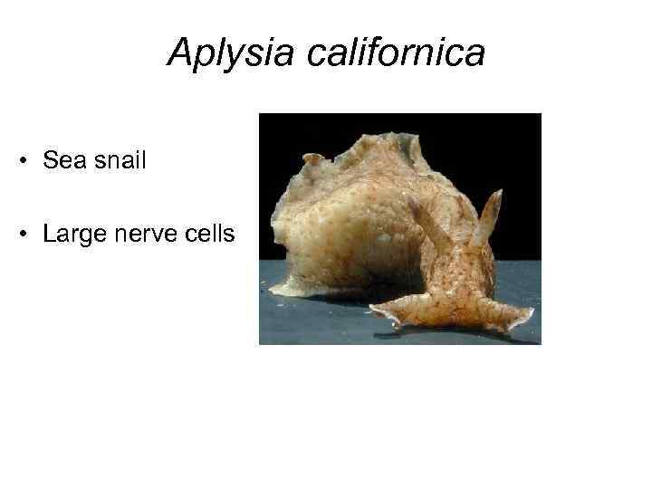 Aplysia californica • Sea snail • Large nerve cells 