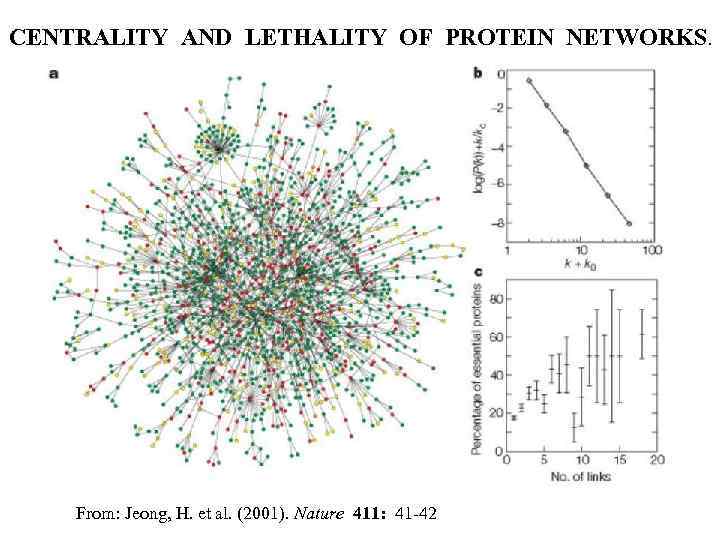 CENTRALITY AND LETHALITY OF PROTEIN NETWORKS. From: Jeong, H. et al. (2001). Nature 411: