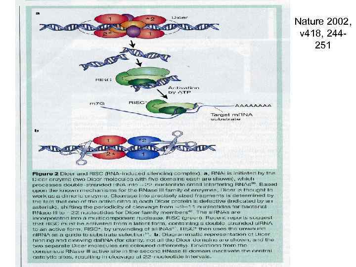 Nature 2002, v 418, 244251 