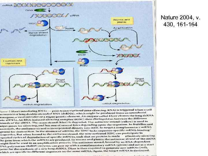 Nature 2004, v. 430, 161 -164 