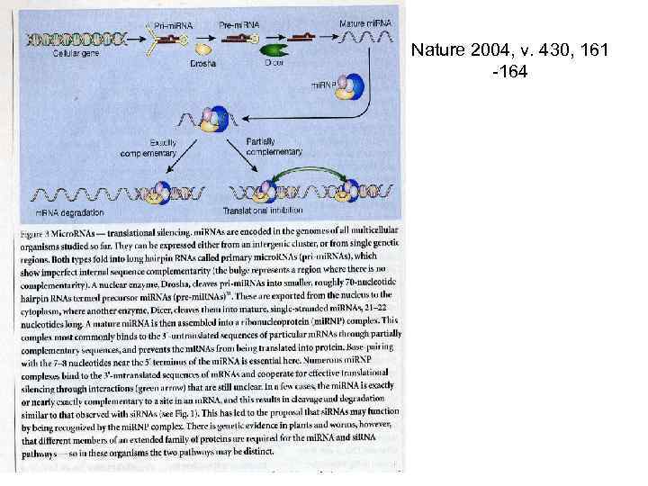 Nature 2004, v. 430, 161 -164 