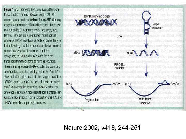 Nature 2002, v 418, 244 -251 