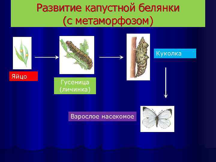 Стадия развития капустной белянки