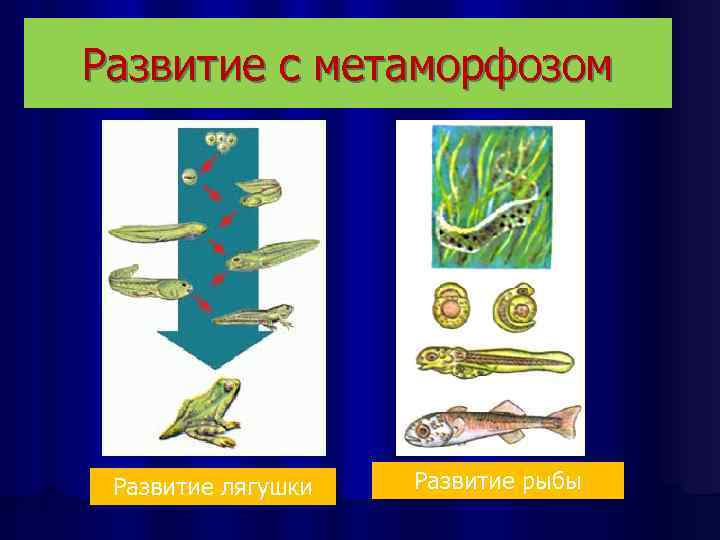 Черепахи развитие с метаморфозом. Постэмбриональное развитие лягушки стадии. Схема развития рыбы. РАЗВИТИЕС метамофозом. Развитие с метаморфозом у рыб.