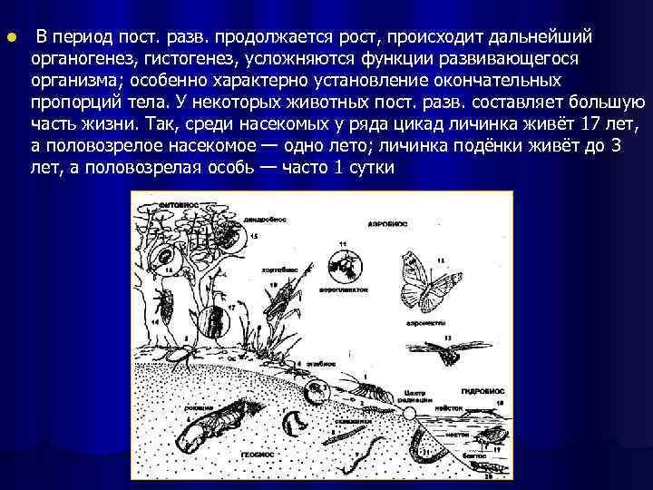 Что в дальнейшем происходит. Эмбриональное и постэмбриональное развитие. Эмбриональный и постэмбриональный период развития. Постэмбриональное развитие животных. Постэмбриональный гистогенез.