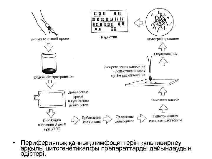  • Перифериялық қанның лимфоциттерін культивирлеу арқылы цитогенетикалфы препараттарды дайындаудың әдістері. 