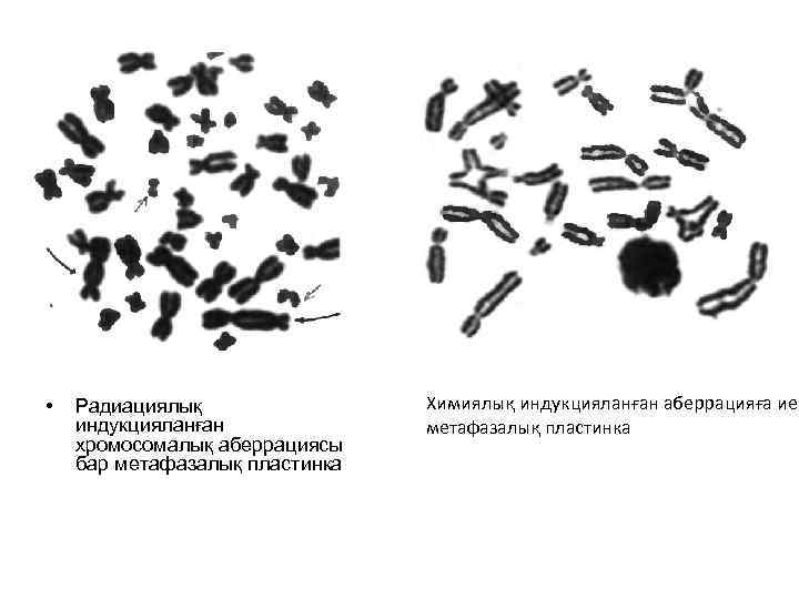  • Радиациялық индукцияланған хромосомалық аберрациясы бар метафазалық пластинка Химиялық индукцияланған аберрацияға ие метафазалық