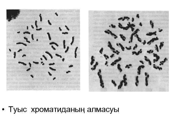  • Туыс хроматиданың алмасуы 