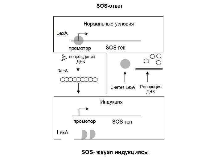  SOS- жауап индукциясы 