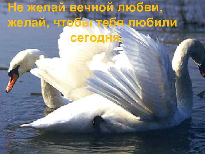 Не желай вечной любви, желай, чтобы тебя любили сегодня. 