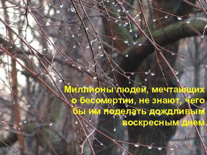 Миллионы людей, мечтающих о бессмертии, не знают, чего бы им поделать дождливым воскресным днем.