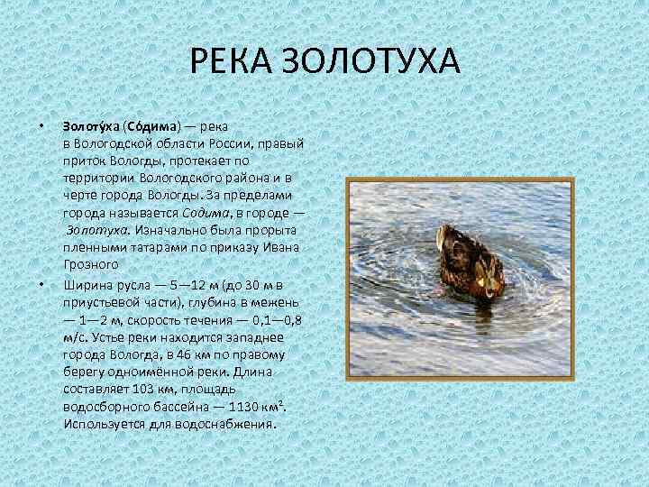 РЕКА ЗОЛОТУХА • • Золоту ха (Со дима) — река в Вологодской области России,