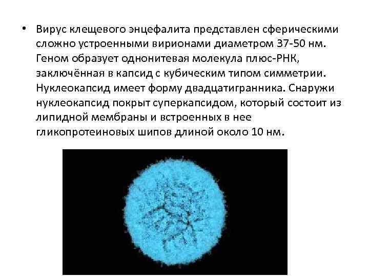  • Вирус клещевого энцефалита представлен сферическими сложно устроенными вирионами диаметром 37 -50 нм.