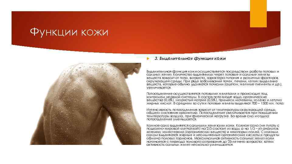 Функции кожи 3. Выделительная функция кожи осуществляется посредством работы потовых и сальных желез. Количество