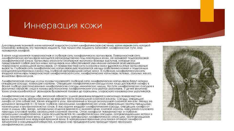 Иннервация кожи Для отведения тканевой межклеточной жидкости служит лимфатическая система, капиллярная сеть которой способна