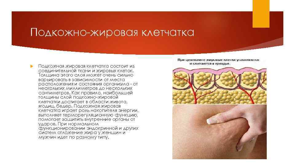 Подкожно-жировая клетчатка Подкожная жировая клетчатка состоит из соединительной ткани и жировых клеток. Толщина этого