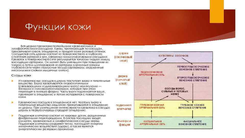 Функции кожи Вся дерма пронизана тончайшими кровеносными и лимфатическими сосудами. Кровь, протекающая по сосудам,