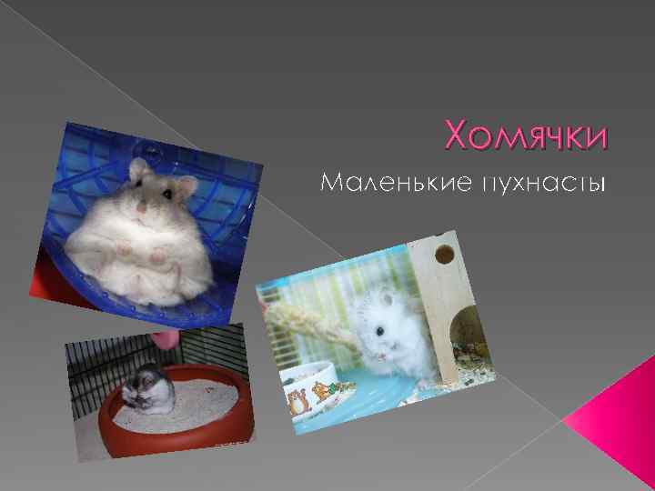 Хомячки Маленькие пухнасты 