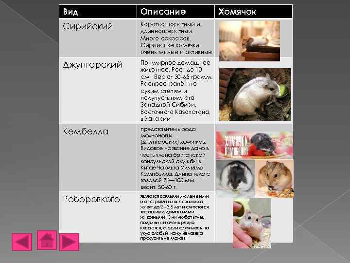 Вид Описание Сирийский Короткошорстный и длинношерстный. Много оскрасов. Сирийсике хомячки очень милые и активные