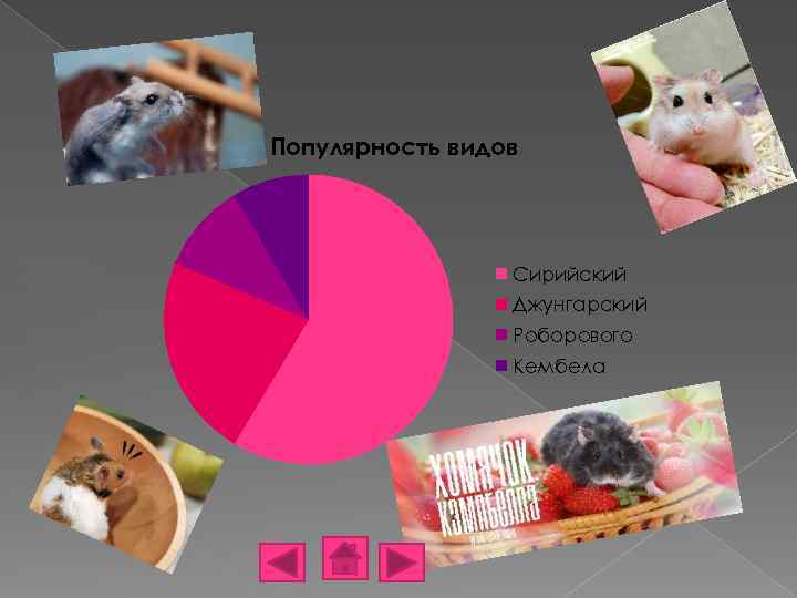 Популярность видов Сирийский Джунгарский Роборового Кембела 
