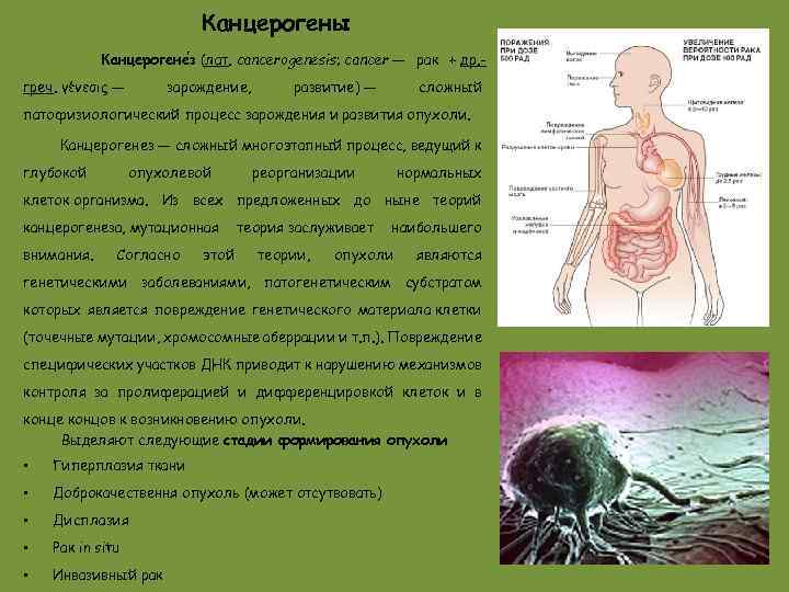 Канцерогены Канцерогене з (лат. cancerogenesis; cancer — рак + др. греч. γένεσις — зарождение,