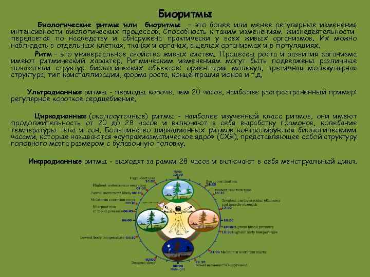 Биоритмы Биологические ритмы или биоритмы – это более или менее регулярные изменения интенсивности биологических