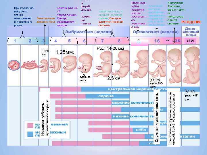 До скольки недель принимать. Недели беременности прикрепление. Развитие эмбриона и прикрепление. Процесс прикрепления эмбриона. Место прикрепления эмбриона.