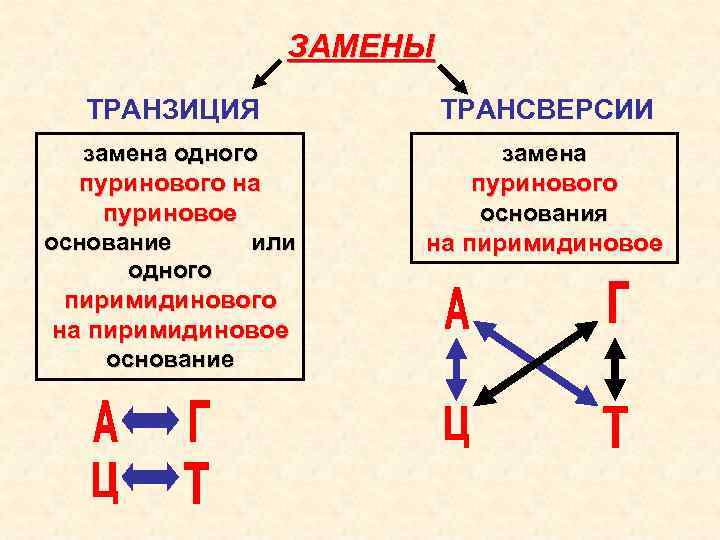 Замены нуклеотидов это. Транзиция и трансверсия. Транзиция мутация. Генные мутации трансверсия. Трансверсия это в биологии.