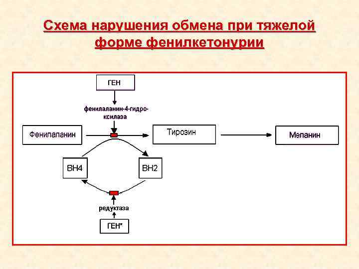 Схема нарушения обмена при тяжелой форме фенилкетонурии 