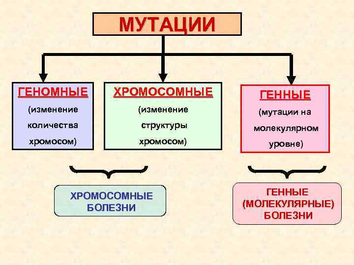 МУТАЦИИ ГЕНОМНЫЕ ХРОМОСОМНЫЕ ГЕННЫЕ (изменение (мутации на количества структуры молекулярном хромосом) уровне) ХРОМОСОМНЫЕ БОЛЕЗНИ